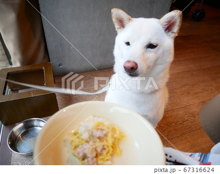 柴犬 白色 ご馳走 柴犬 白色 ご馳走 67316624