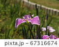 菖蒲 67316674