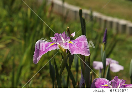 菖蒲 67316674
