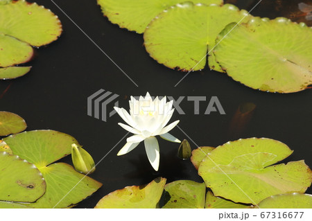 水蓮 67316677