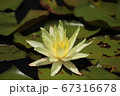 水蓮 67316678