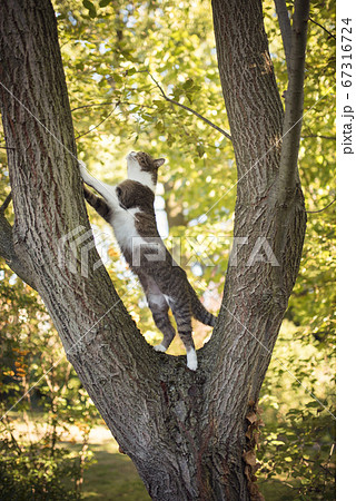 Cat climbing up big tree 67316724