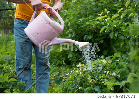 watering flowers using can in garden. No face view. watering flowers using can in garden. No face view. 67317071