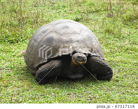 ガラパゴス諸島に生息するガラパゴスゾウガメ ガラパゴス諸島に生息するガラパゴスゾウガメ 67317118