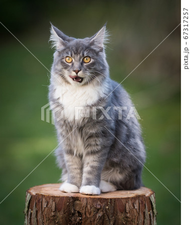 maine coon cat on tree stump 67317257
