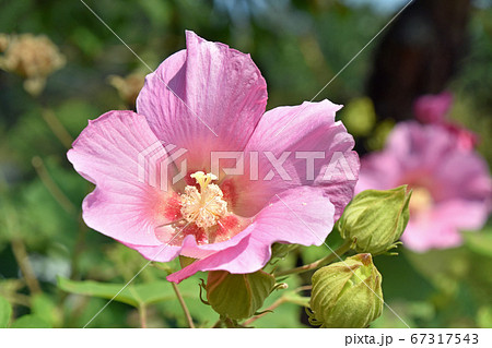 フヨウ（芙蓉） 67317543