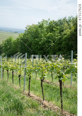 Vines and vine plants in the Southern Palatinate 67317628