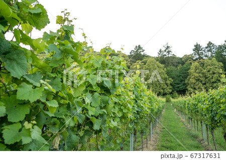 Vines and vine plants in the Southern Palatinate 67317631