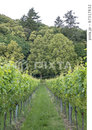 Vines and vine plants in the Southern Palatinate 67317632