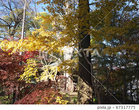 九品仏浄真寺 黄葉&褐葉 九品仏浄真寺 黄葉&褐葉 67317775