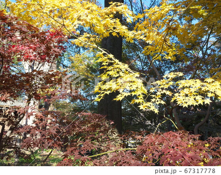 九品仏浄真寺　黄葉＆褐葉 67317778