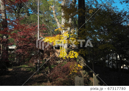 九品仏浄真寺　黄葉＆褐葉 67317780