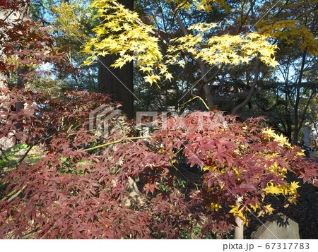 九品仏浄真寺　黄葉＆褐葉 67317783