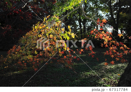 九品仏浄真寺 黄葉&褐葉 九品仏浄真寺 黄葉&褐葉 67317784