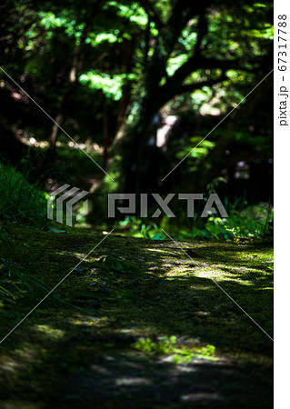 苔の生えた山道に差す光 苔の生えた山道に差す光 67317788