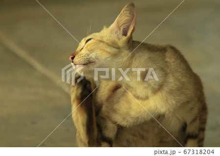 A small brown cat sitting on the ground A small brown cat sitting on the ground 67318204