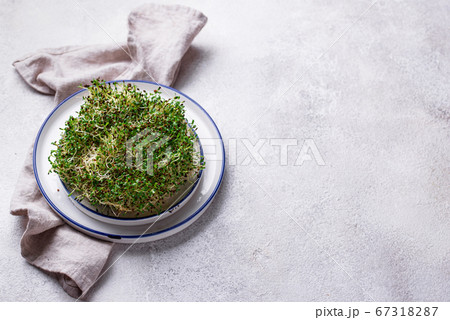 Microgreen sprouts of alfalfa. Healthy food 67318287