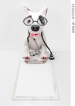 Small dog looks like a doctor Small dog looks like a doctor 67319121