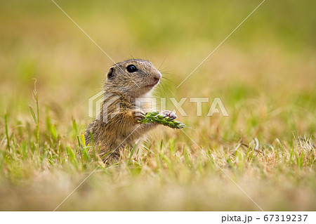 European ground squirrel holding ear in hand on field. European ground squirrel holding ear in hand on field. 67319237