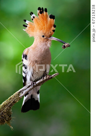 Eurasian hoopoe sitting on branch with open crest and catch in beak in summer. 67319238