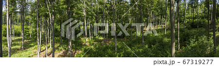 Scenic view of a springtime beech forest and vegetation. Scenic view of a springtime beech forest and vegetation. 67319277