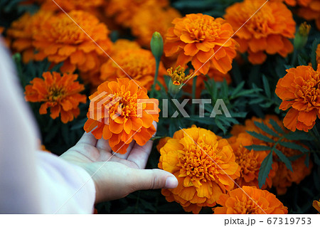 image of flower children hand  67319753
