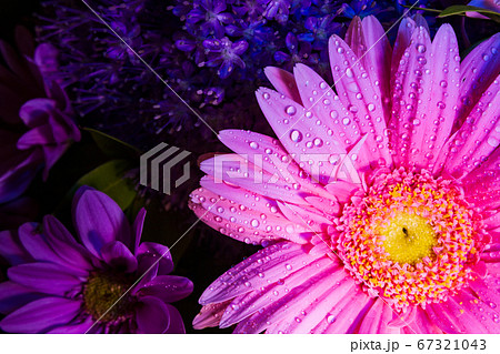 Pink Gerbera Daisy top view close-up with water 67321043