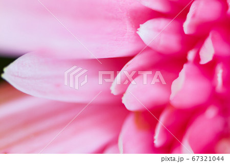 Pink Gerbera Daisy Petals close-up blurred 67321044