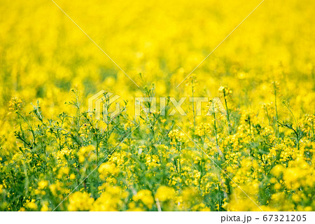 Field of bright yellow rapeseed in spring Field of bright yellow rapeseed in spring 67321205