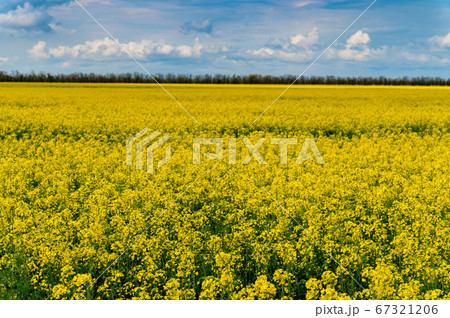 Field of bright yellow rapeseed in spring Field of bright yellow rapeseed in spring 67321206