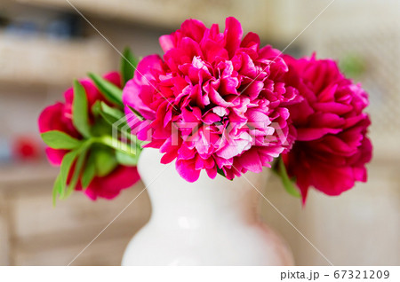 Bouquet of blossoming fuchsia peony in spring 67321209