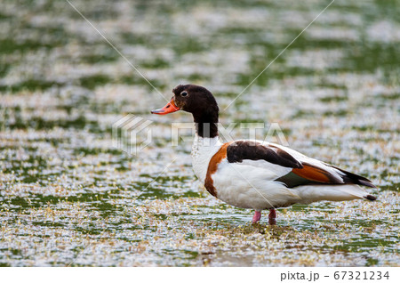 Common shelduck or Tadorna in the water Common shelduck or Tadorna in the water 67321234