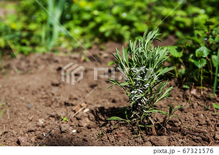 Young bush of lavender in the earth, daylight, spring, garden Young bush of lavender in the earth, daylight, spring, garden 67321576