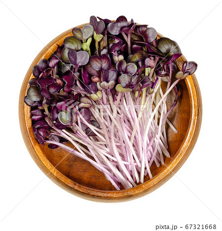 Radish seedlings with red leaves in wooden bowl. Sprouts of Raphanus sativus, an edible root vegetable. Young plants and microgreen. Isolated on white background close up from above, macro food photo. 67321668