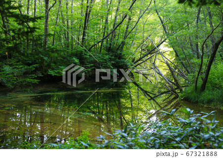 上高地 小川に反射した朽木 67321888