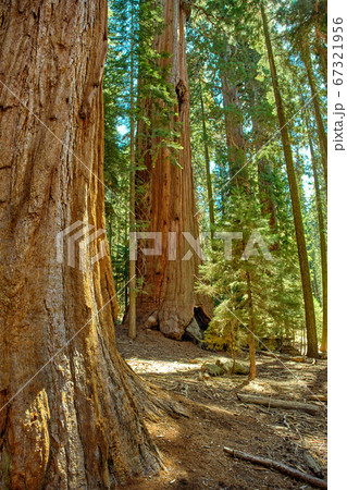 Sequoia National Park in California, USA. Sequoia National Park in California, USA. 67321956