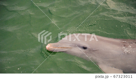 A Dolphin Swimming in the Oceans of Cuba. 67323011