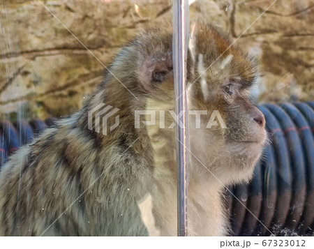 A sitting monkey innocently in the zoo A sitting monkey innocently in the zoo 67323012