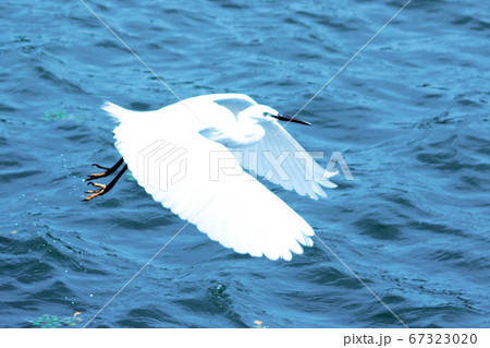 コサギ コサギ 67323020