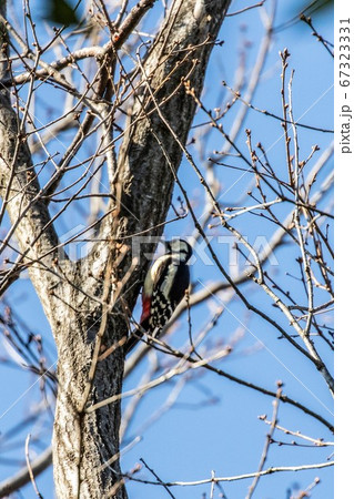アカゲラ 67323331
