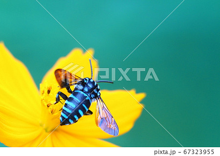 ルリモンハナバチとキバナコスモスの花 67323955