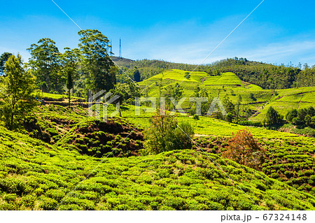 Nuwara Eliya tea plantation 67324148