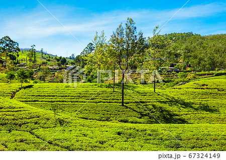 Nuwara Eliya tea plantation 67324149