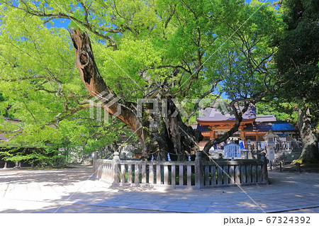 【愛媛県】新緑の大山祇神社(乎千命御手植の楠) 【愛媛県】新緑の大山祇神社(乎千命御手植の楠) 67324392
