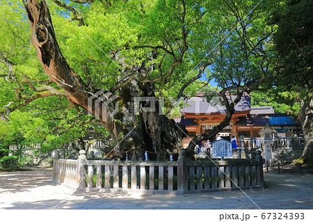 【愛媛県】新緑の大山祇神社（乎千命御手植の楠） 67324393