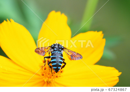 ルリモンハナバチとキバナコスモスの花 ルリモンハナバチとキバナコスモスの花 67324867