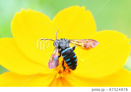 ルリモンハナバチとキバナコスモスの花 67324978