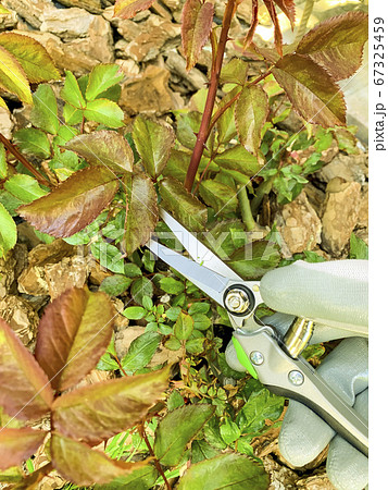 Pruning twigs of roses, care of flower garden 67325459