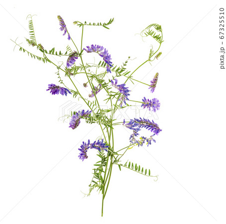Wild meadow flowers with lilac inflorescences on 67325510
