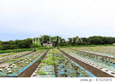 三浦三崎の梅雨時期の畑 67325655